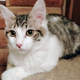 Mr Darcy - Ac Kitty image 1