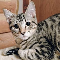 Mr Bennet - Ac Kitty image 1