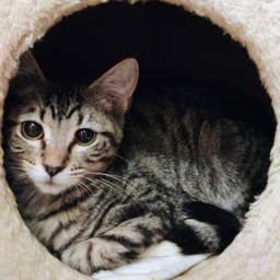 Mr Bennet - Ac Kitty image 2