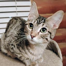 Mr Bingley - Ac Kitty image 1