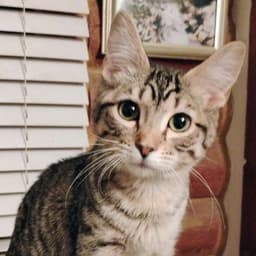 Mr Bingley - Ac Kitty image 2