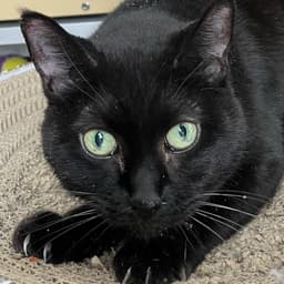 Princess - Ac Kitty image 1