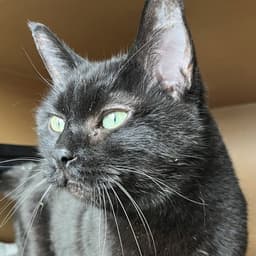 Princess - Ac Kitty image 4