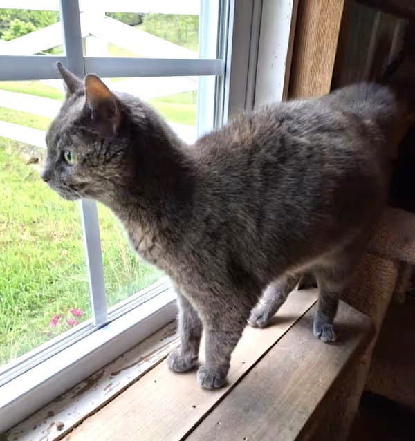 Jen - Sponsored - Domestic Short Hair