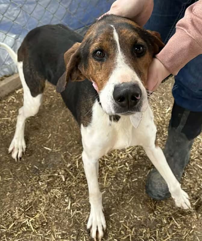 Lincoln - Sponsored - Treeing Walker Coonhound