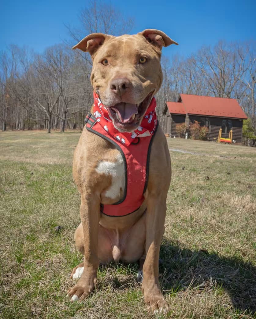 Patrick Henry - Sponsored - Pit Bull Terrier