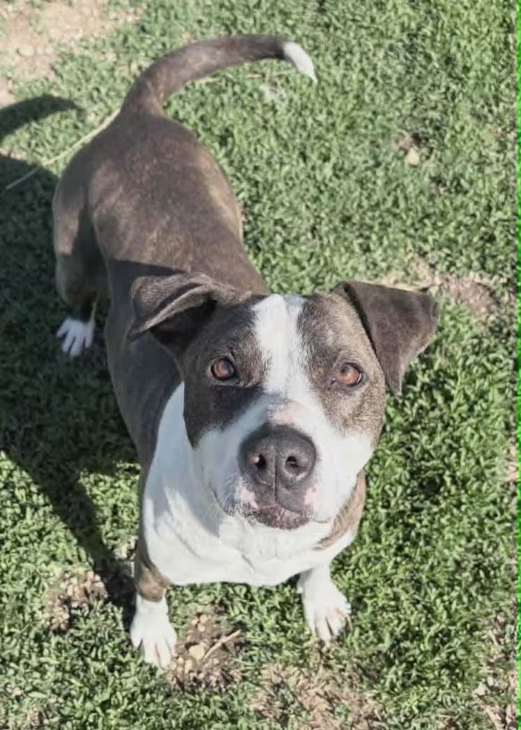 Sadie Pibble - Sponsored - Pit Bull Terrier