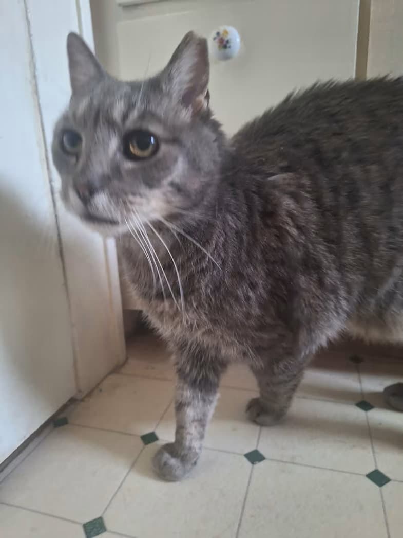 Max - Sponsored - Domestic Short Hair