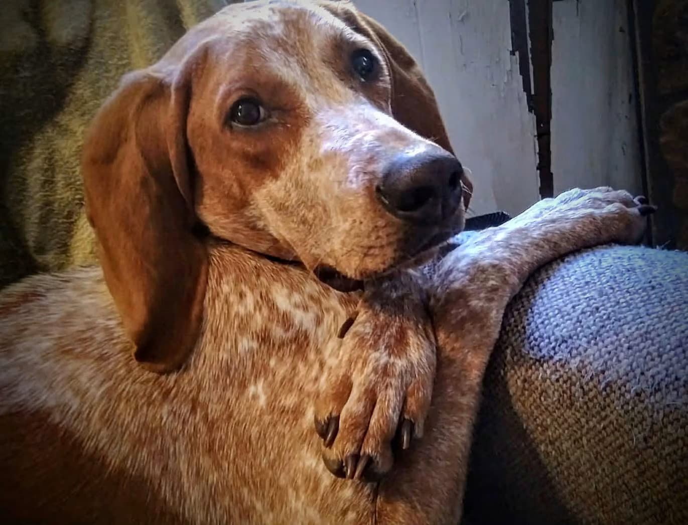 Bootleg - Sponsored - English Coonhound