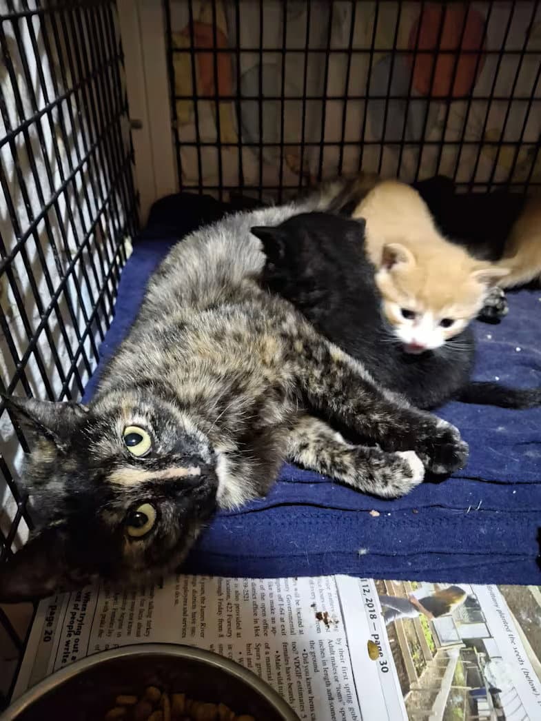 Singer - Domestic Short Hair