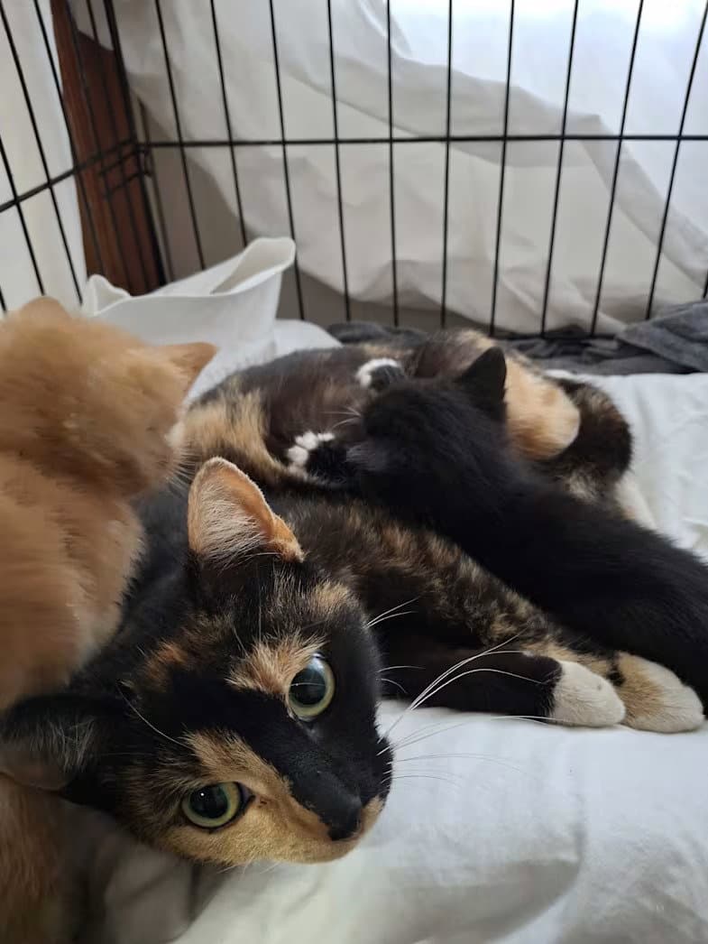 Callalily - Domestic Short Hair