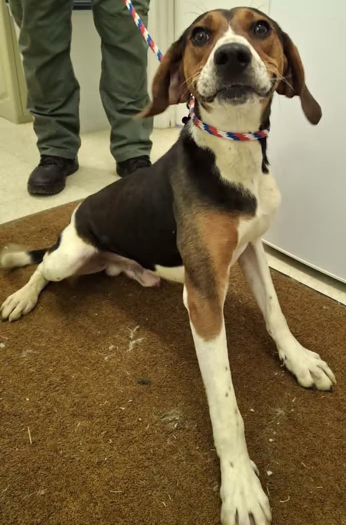 Buzz Lightyear - Sponsored - Treeing Walker Coonhound