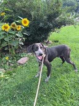 Bashful - Rehome image 1