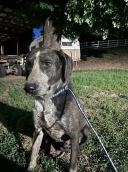Bashful - Rehome image 2