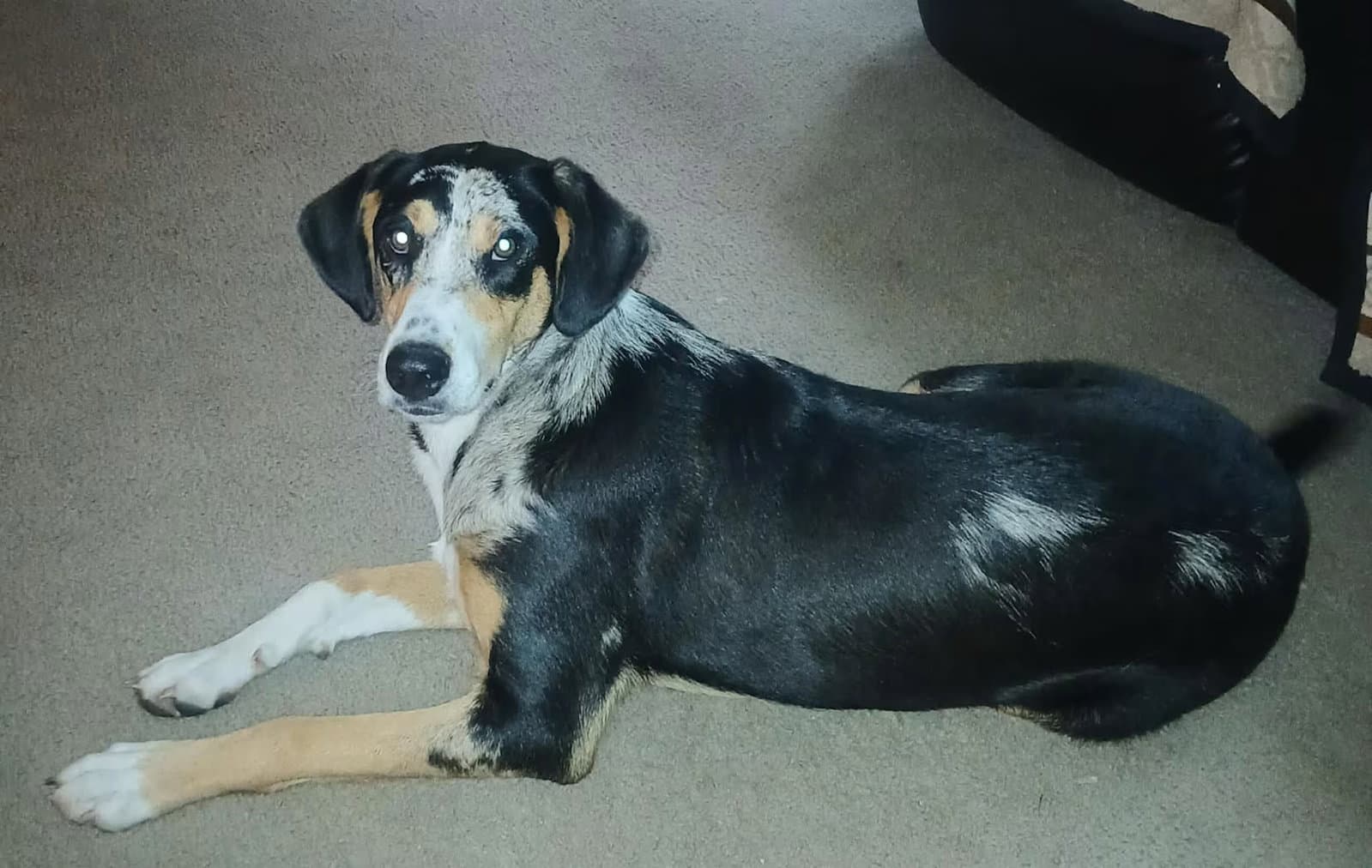 Dixie - Rehome
