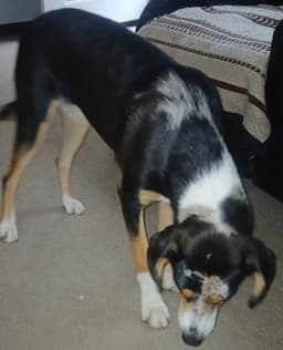 Dixie - Rehome image 2