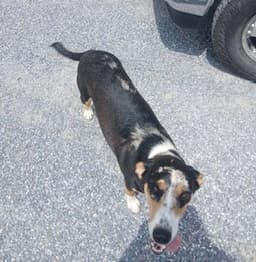 Dixie - Rehome image 3