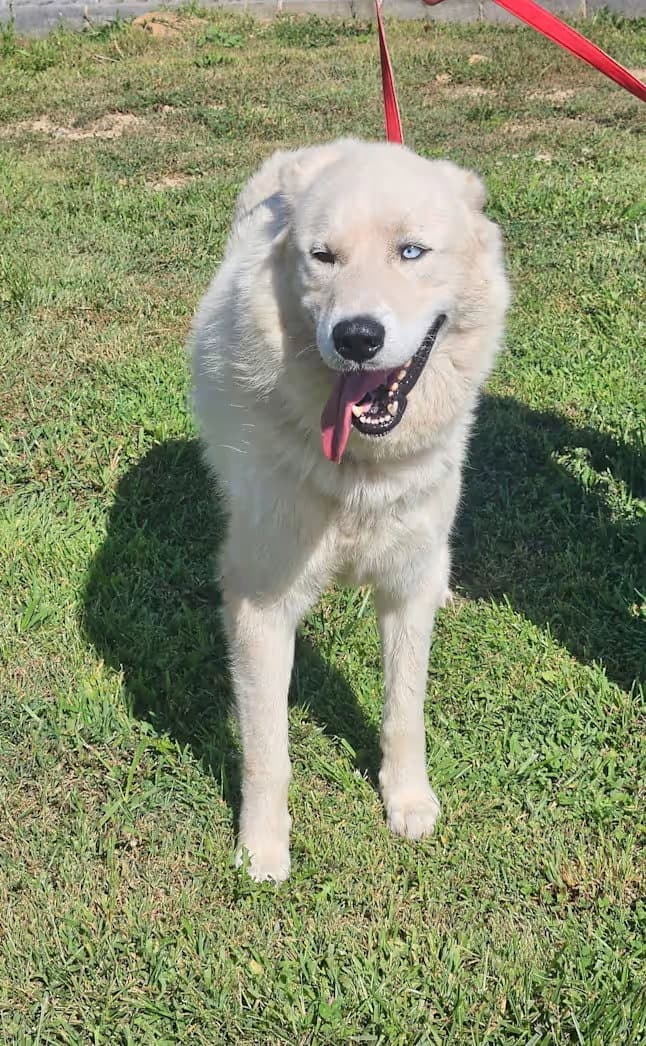 Thomas - Rehome - Great Pyrenees