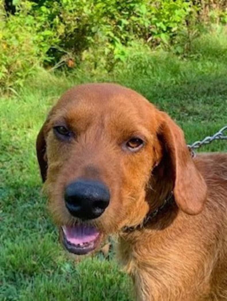Slim Jim - Sponsored - Airedale Terrier
