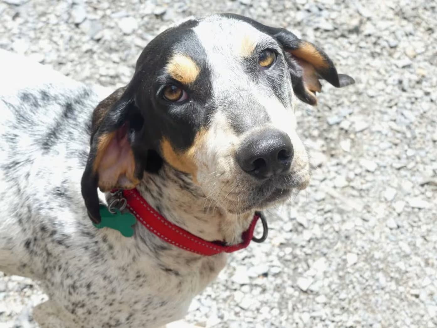Dulcie-Sponsored - Coonhound