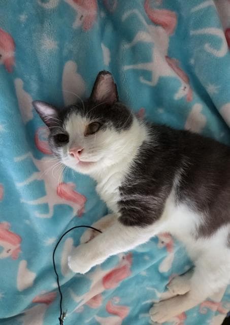 Tom - Domestic Short Hair