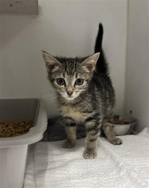 Paisley - Domestic Short Hair