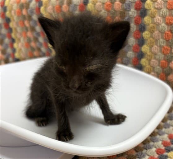 Patrick - Domestic Short Hair
