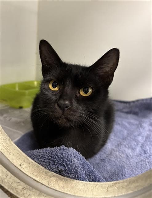 Winnie - Domestic Short Hair