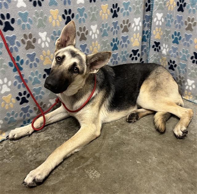 Natalia - German Shepherd Dog