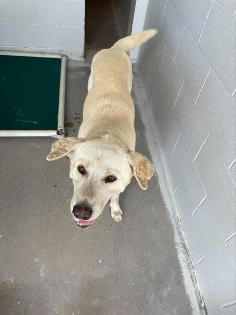 Churro - Labrador Retriever