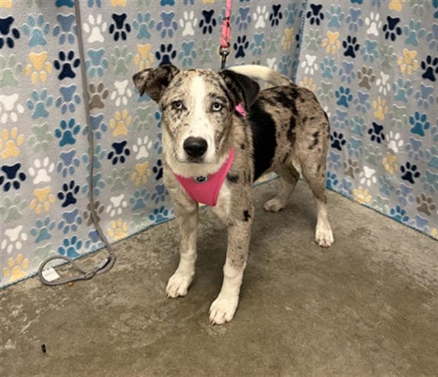 Margot - Collie