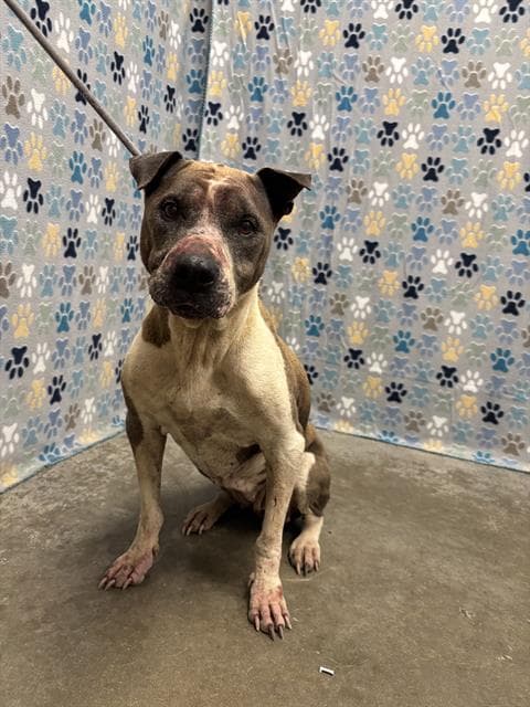 Paris - Staffordshire Bull Terrier