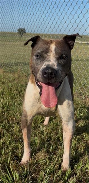 Paris - Staffordshire Bull Terrier