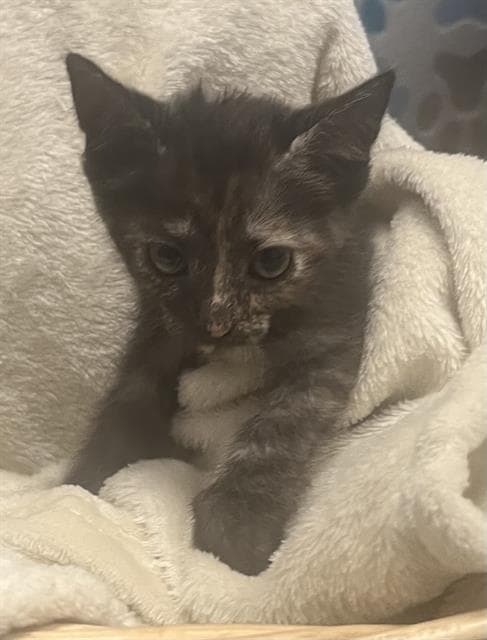 Sage - Domestic Short Hair