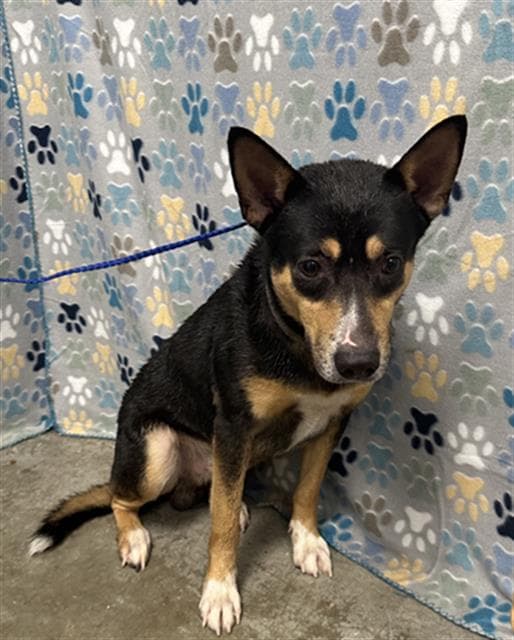 Dude - Australian Cattle Dog/Blue Heeler
