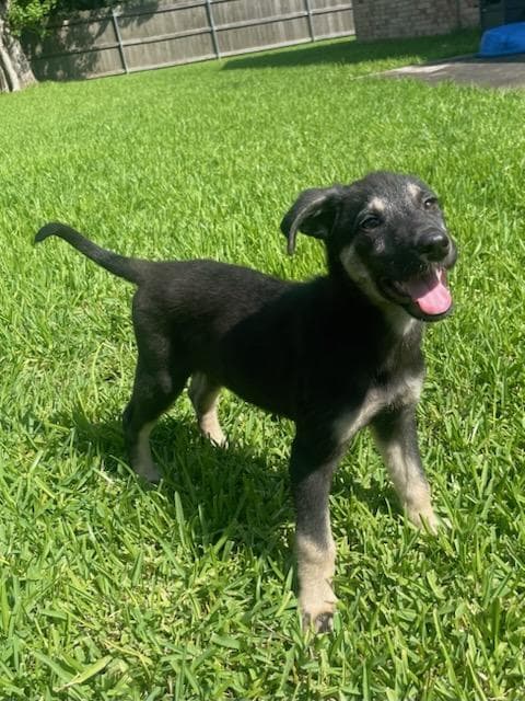 Jed - German Shepherd Dog