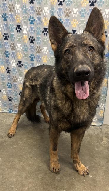 Dusty - German Shepherd Dog