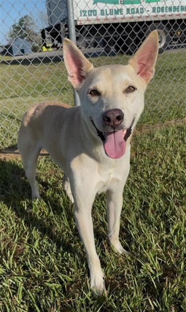 Gilbert - Basenji