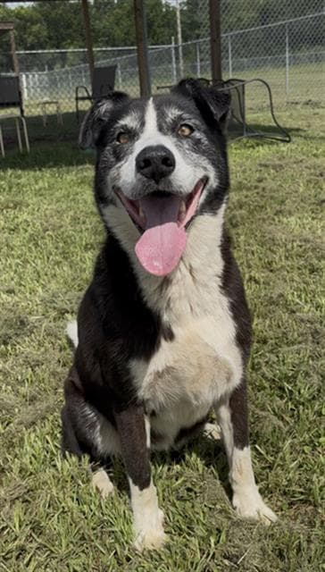Julie - Border Collie
