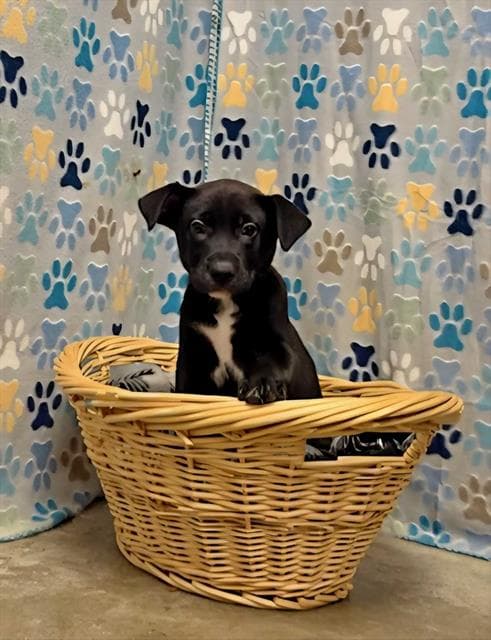 Zendaya - Australian Kelpie