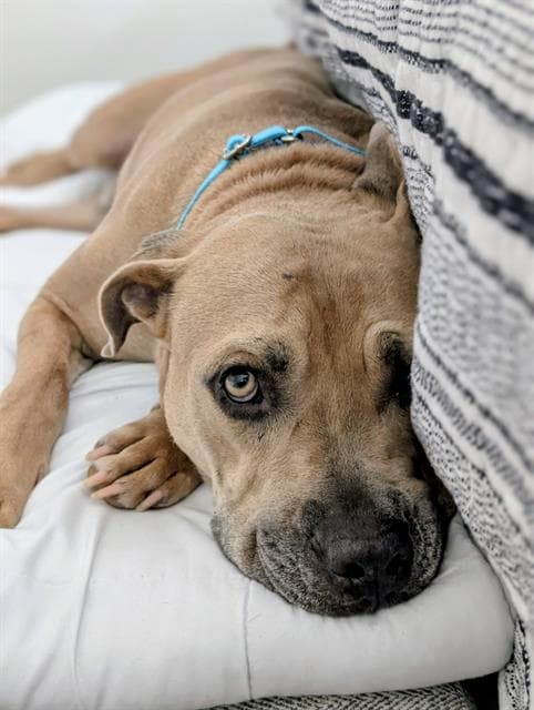 Boudin - Staffordshire Bull Terrier