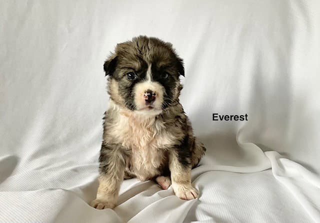 Everest - German Shepherd Dog