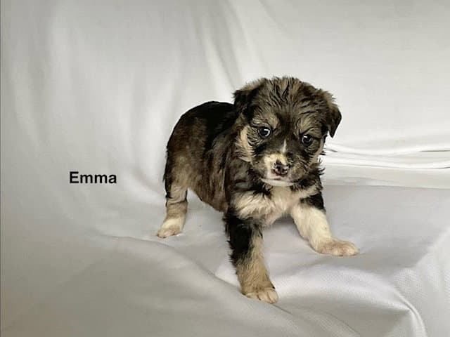 Emma - German Shepherd Dog
