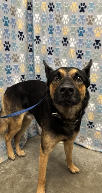 Dave - German Shepherd Dog