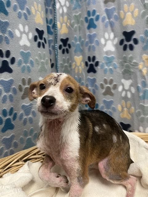 Dory - Chihuahua