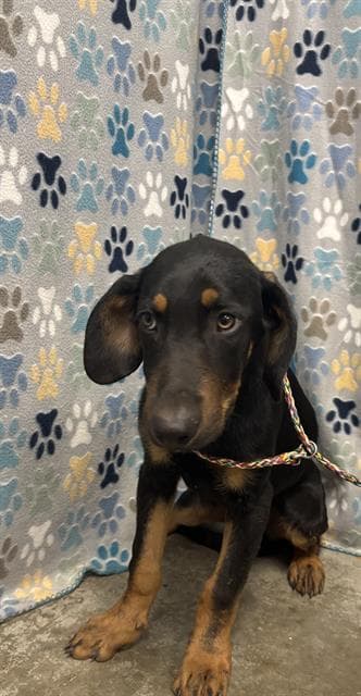 Lorenzo - Doberman Pinscher