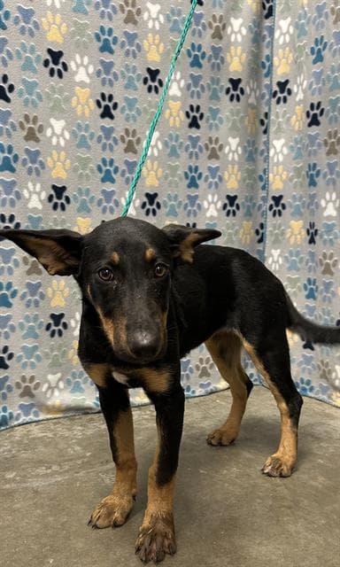Lana - Doberman Pinscher