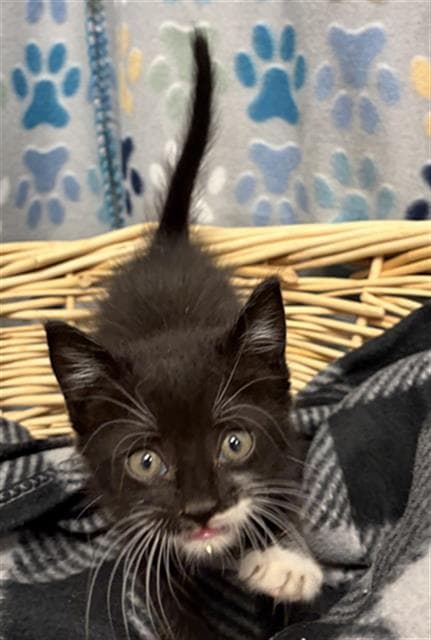 Brian - Domestic Short Hair