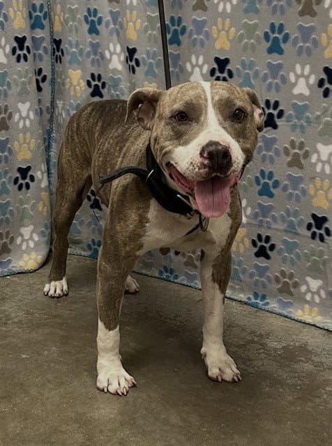 Beatrice - Pit Bull Terrier