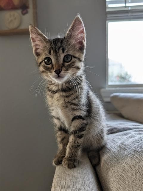 Willow - Domestic Short Hair